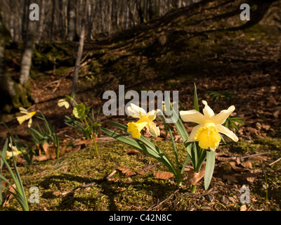 Narcissus Varduliensis, Narzisse, horizontale Porträt von Blumen im Wald. Vom Aussterben bedrohte Spezies in Europa Stockfoto