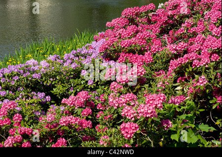 Rhododendron, Azalee Erblüh Park in Warschau benannt Stockfoto