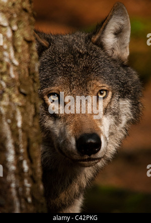 Europäischer Grauwolf peering runden Baum Stockfoto