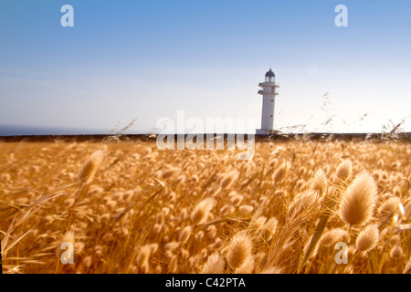 Barbaria Cape Leuchtturm Formentera von goldene Wiese Stockfoto