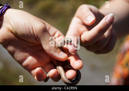 Blindschleiche statt Stockfoto