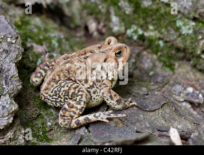 North American Fowlers Kröte (Anaxyrus Fowleri) sitzen auf Log - Virginia, USA Stockfoto