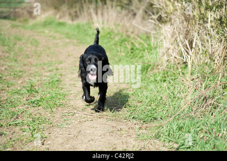 Ein junges Cockerspaniel läuft in der freien Natur, England, UK Stockfoto