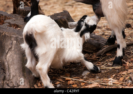 Zicklein aus Mutter Ziege Milch trinken. Stockfoto