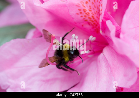 Rhododendron Blüte mit eine Hummel, sammeln von Pollen Stockfoto