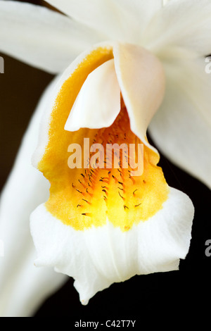 Coelogyne Lindl Orchidee flachen DOF Stockfoto