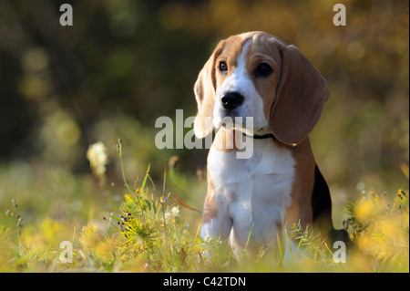 Beagle (Canis Lupus Familiaris). Welpen sitzen auf einer Wiese. Stockfoto