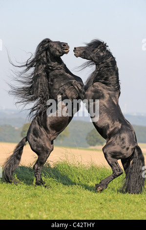 Friesische Pferd (Equus Ferus Caballus), Hengste kämpfen. Deutschland. Stockfoto