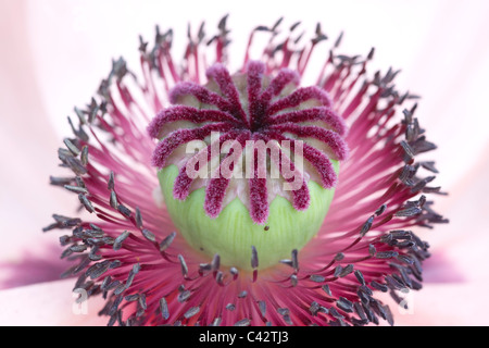 Papaver Orientale 'Karine' - orientalische Mohn Close up auf Mitte der Blume Stockfoto