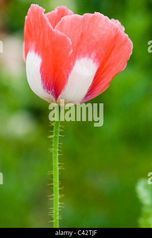 Schlafmohn, Papaver Somniferum flachen DOF Stockfoto