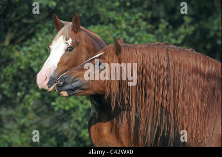 Welsh Cob (Equus Ferus Caballus). Bucht Hengst schnüffeln an einer Stute. Deutschland. Stockfoto