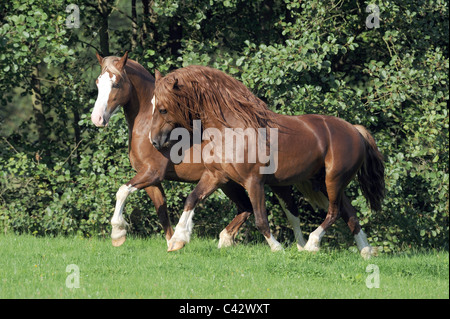 Welsh Cob (Equus Ferus Caballus). Bucht Hengst eine Stute den Hof. Deutschland. Stockfoto