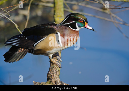 Hölzerne Ente (Aix Sponsa), Männlich, Frühling Stockfoto