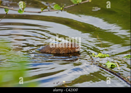 Schermaus (Arvicola Amphibius) Stockfoto