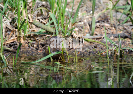 Schermaus (Arvicola Amphibius) Stockfoto