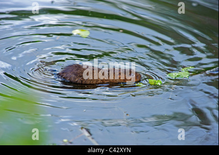 Schermaus (Arvicola Amphibius) Stockfoto