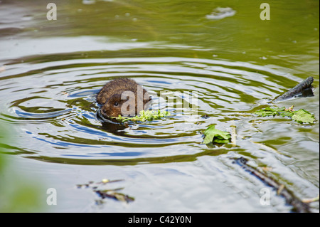 Schermaus (Arvicola Amphibius) Stockfoto