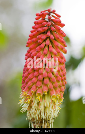 Heiße Poker Kniphofia Alcazar Rot Blume Stockfoto
