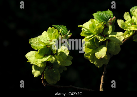 Whych Ulmen (Ulmus Glabra), Früchte Stockfoto