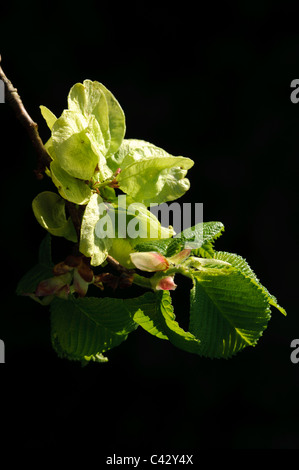 Whych Ulmen (Ulmus Glabra), Früchte Stockfoto