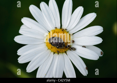 Weißfleckig-Rosenkäfer (Oxythyrea funesta), auf Gänseblümchen Stockfoto