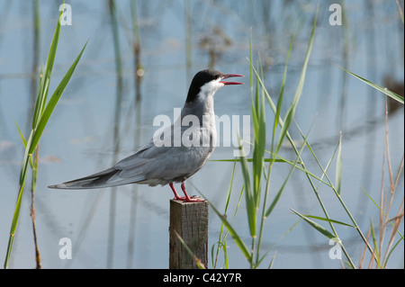 Weissbart-Seeschwalbe (Chlidonias Hybridus) Stockfoto