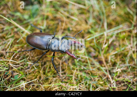 Männliche Hirschkäfer Lucanus Cervus, in einem Garten in London. Britains größte Käfer. Stockfoto