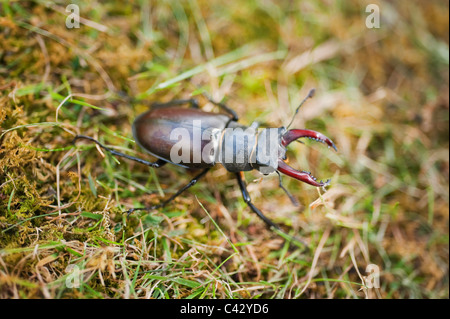 Männliche Hirschkäfer Lucanus Cervus, in einem Garten in London. Britains größte Käfer. Stockfoto