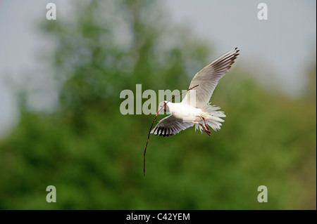 Lachmöwe (Larus Ridibundus) Stockfoto