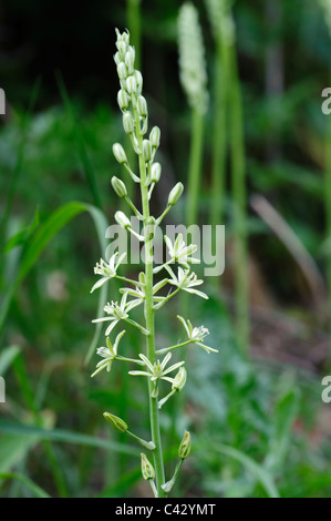 Spike Star of Bethlehem (Ornithogallum Pyrenaicum), Blume Kopf Stockfoto