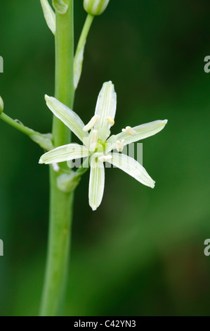 Spike Star of Bethlehem (Ornithogallum Pyrenaicum), einzelne Blume Stockfoto