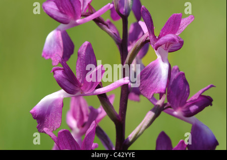 Lose blühenden Orchidee (Anacamptis Laxiflora), detail Stockfoto