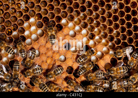 Honigbienen auf einem Gestell in einem Bienenstock. Beachten Sie die Larven in den Zellen. Monkton Wylde, Dorset. Stockfoto