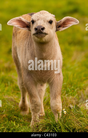 Asiatischer Wasser Büffelkalb (Bubalus beispielsweise) Stockfoto