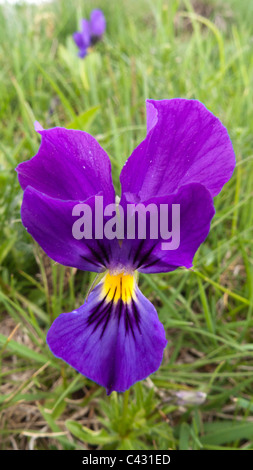 Berg-Stiefmütterchen (Viola Lutea), einzelne Blume Stockfoto