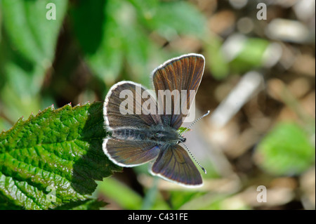 Grün-Unterseite blau (Glaucopsyche Alexis), weibliche Oberseite Stockfoto