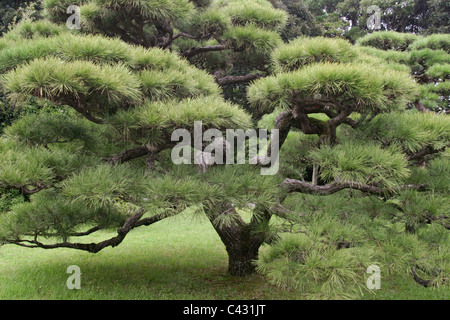 Das Gelände des Ise-Jingu Schrein in Ise Halbinsel, Japan. Stockfoto