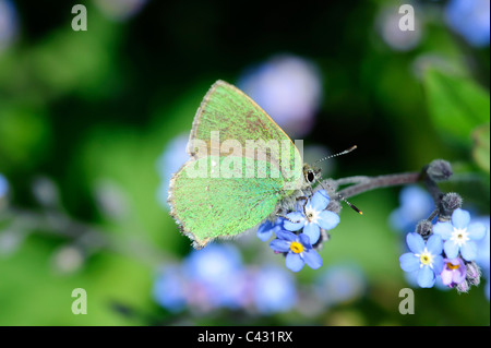 Grüner Zipfelfalter (Callophrys Rubi) Stockfoto