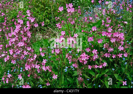 Gruppe Red Campion (Silene Dioica), Stockfoto