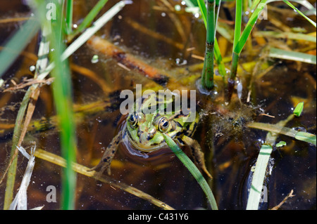 Pool-Frosch (Rana Lesonae) Stockfoto