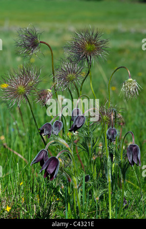 Kuhschelle (Pulsatilla Vulgaris) Stockfoto