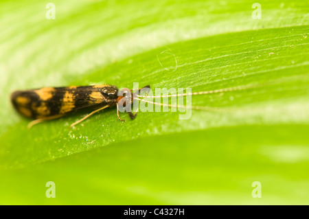 Mystacides longicornis Stockfoto