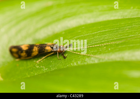 Mystacides longicornis Stockfoto