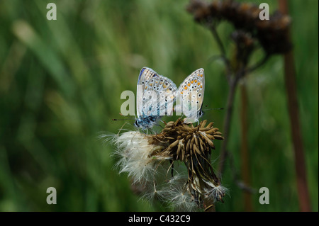 Gemeinsamen blau (Polyommatus Icarus), Paarung paar Stockfoto