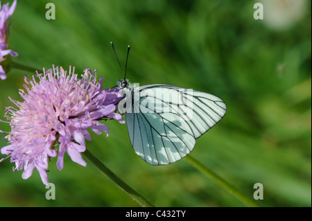 Schwarz-veined White (Aporia Crataegi) Stockfoto