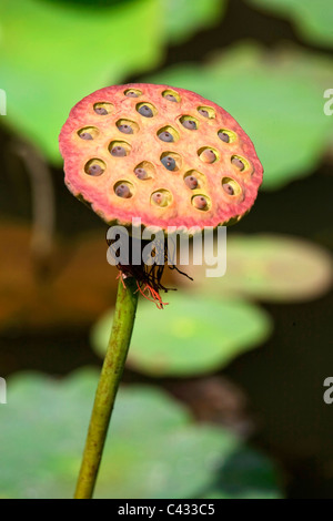 Lotusblume (Nelumbo Nucifera), Sir Seewoosagur Ramgoolam Botanical Gardens, Pamplemousses, Mauritius, Indischer Ozean Stockfoto