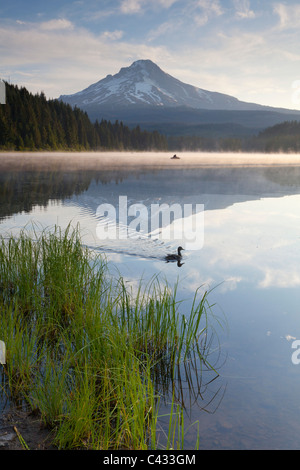 Ente auf Trillium Lake und Mount Hood, Oregon USA Stockfoto