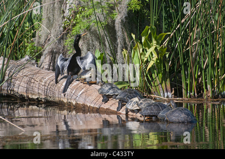 Ein Vogel Anhinga und mehrere Suwannee Cooter Schildkröten sonnen sich auf einem Baumstamm im Wakulla Springs State Park in der Nähe von Tallahassee Stockfoto