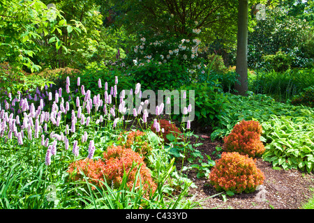 Woodland Grenzen entlang der Hauptweg bergauf Battleston bei RHS Wisley, Surrey, England, UK Stockfoto