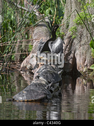 Ein Vogel Anhinga und mehrere Suwannee Cooter Schildkröten sonnen sich auf einem Baumstamm im Wakulla Springs State Park in der Nähe von Tallahassee FL. Stockfoto